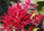 Scarlet Plume Celosia Seeds 
