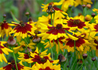 Plains Coreopsis Seeds 