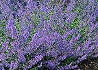 Common Catmint Seeds 