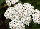 White Yarrow Seeds 