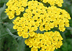 Gold Yarrow Seeds 