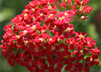 Red Yarrow Seeds 