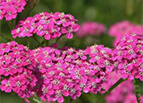 Cerise Queen Yarrow Seeds 