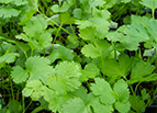 Santo Cilantro / Coriander Seeds 