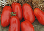 San Marzano Tomato Seeds (Indeterminate)