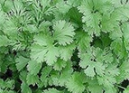 Leisure Cilantro / Coriander Seeds 