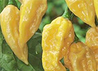 Fatalii Pepper Seeds 