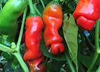 Red Peter Pepper Seeds 