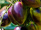 Brad's Atomic Grape Tomato Seeds