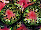 Black Sea Man Tomato Seeds