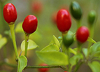 Chiltepin (Tepin, Chile Pequin) Pepper Seeds