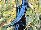 Pasilla Bajio Chilaca Pepper Seeds