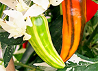 Fish Pepper Seeds