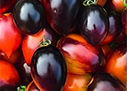 Midnight Roma Tomato Seeds