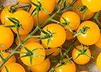Gold Nugget Tomato Seeds
