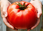 Beefmaster F1 Hybrid Tomato Seeds
