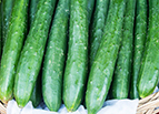 Tokiwa 'Tokyo Green' Cucumber Seeds