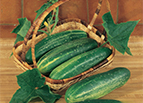 Straight Eight Cucumber Seeds