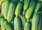Wisconsin SMR-58 Cucumber Seeds