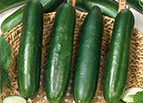 Long Green Improved Cucumber Seeds