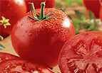 Celebrity F1 Tomato Seeds 