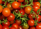 Tiny Tim Tomato Seeds 