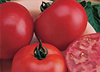 Burpees Big Boy Hybrid Tomato Seeds 