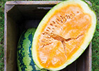 Orangeglo Watermelon Seeds 