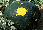 Moon & Stars Watermelon Seeds 