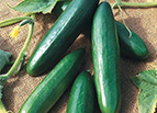 Diva Cucumber Seeds 