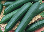 Tendergreen Burpless Cucumber Seeds