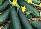 Spacemaster 80 Cucumber Seeds 