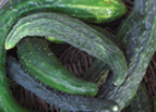 Suyo Long Cucumber Seeds 