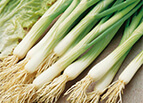 White Lisbon Onion Seeds 