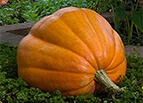 Dill's Atlantic Giant Pumpkin Seeds 