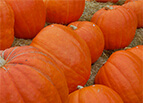 Big Max Pumpkin Seeds 