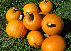 New England Pie Pumpkin Seeds 