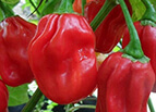 Red Habanero Pepper Seeds