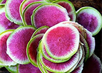 Watermelon Radish Seeds 