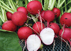 Cherry Belle Radish Seeds 
