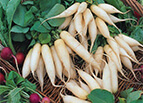 White Icicle Radish Seeds 