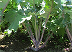 Red Russian Kale Seeds 