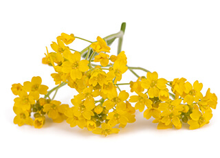 Alyssum Seeds