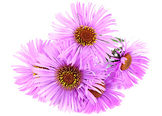 Aster Seeds