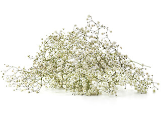 Baby's Breath