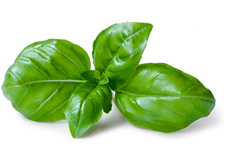 Basil Seeds
