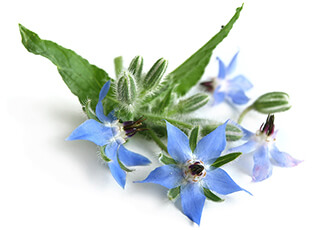 Borage Seeds