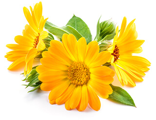 Calendula Seeds