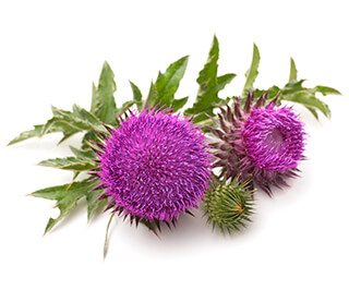 Cardoon Seeds