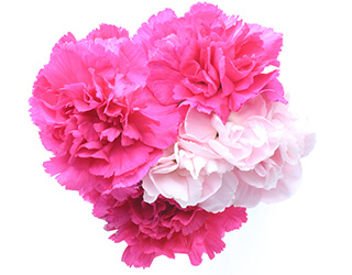Carnation Seeds